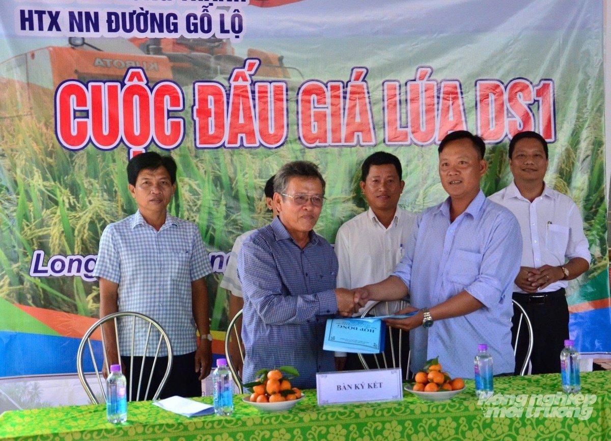 Hợp tác xã Nông nghiệp Đường Gỗ Lộ bán lúa thông qua hình thức đấu thầu minh bạch, vừa khẳng định uy tín của mô hình sản xuất sạch, vừa mang lại lợi ích cho xã viên. Ảnh: Trung Chánh. 