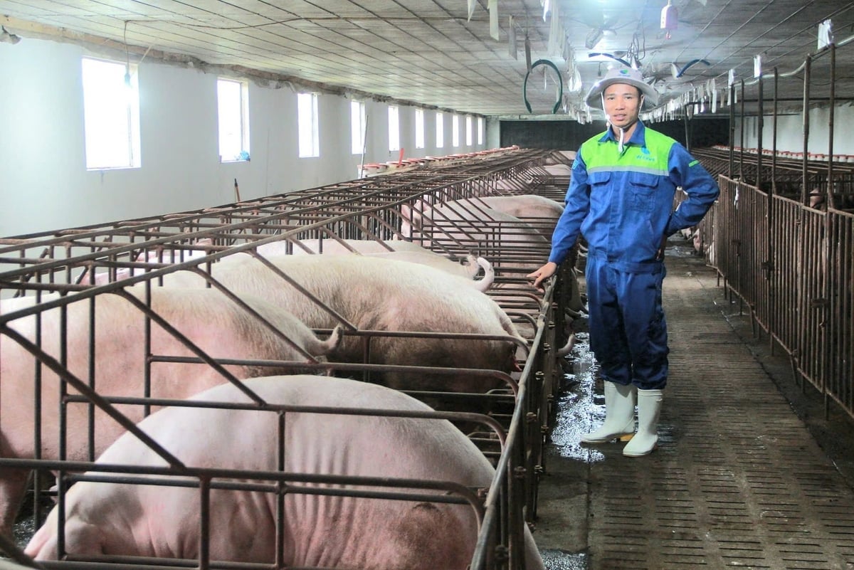 Mỗi năm, trại của anh Phạm Văn Hùng xuất bán khoảng 1.000 con lợn con. Ảnh: Hoàng Phong.