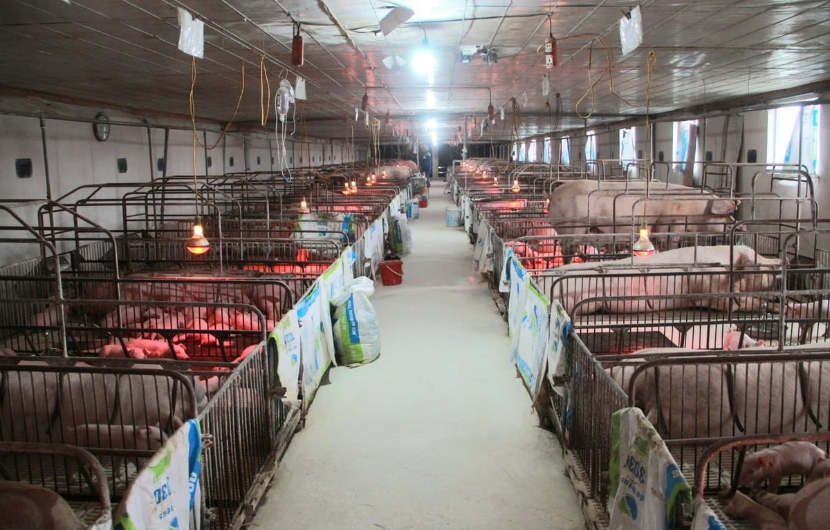 Nhiều hộ dân tại xã Nam An Phụ phát triển kinh tế bền vững nhờ nuôi lợn. Ảnh: Hoàng Phong.