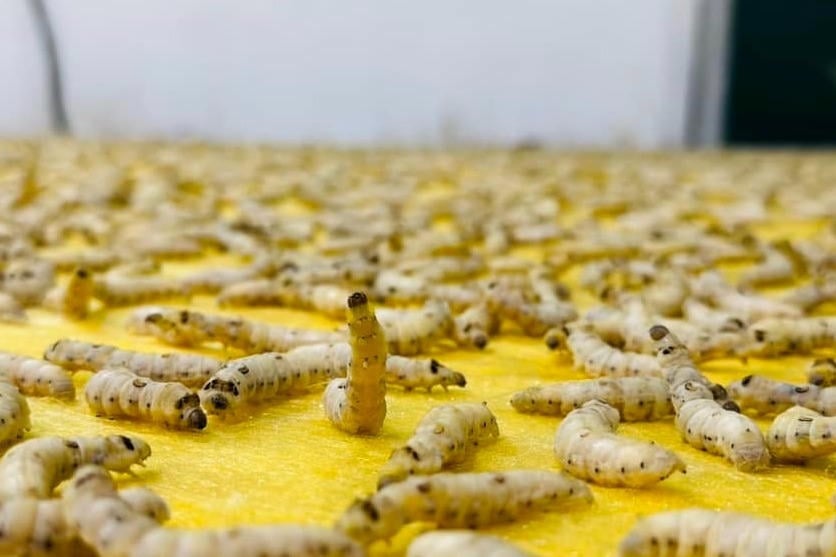 ເຕັກ​ໂນ​ໂລ​ຊີ “​ທໍ​ໄໝ​ດ້ວຍ​ຕົນ​ເອງ” ໄດ້​ສ້າງ​ຄວາມ​ກ້າວ​ໜ້າ​ໃໝ່​ຫຼາຍ​ຢ່າງ​ໃນ​ດ້ານ​ຄຸນ​ນະ​ພາບ ແລະ ຂະ​ບວນ​ການ​ຜະ​ລິດ​ຜະ​ລິດ​ຕະ​ພັນ​ຜ້າ​ໄໝ​ຂອງ​ບໍ​ລິ​ສັດ​ຜ້າ​ໄໝ​ມາ​ດຶກ​ຈຳ​ກັດ (ຮ່າ​ໂນ້ຍ).