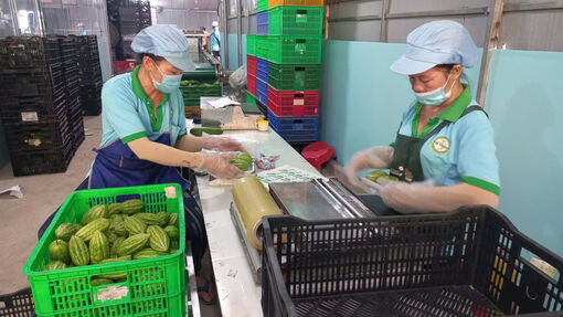 Ước đến cuối năm 2025, Tây Ninh có 540 hợp tác xã