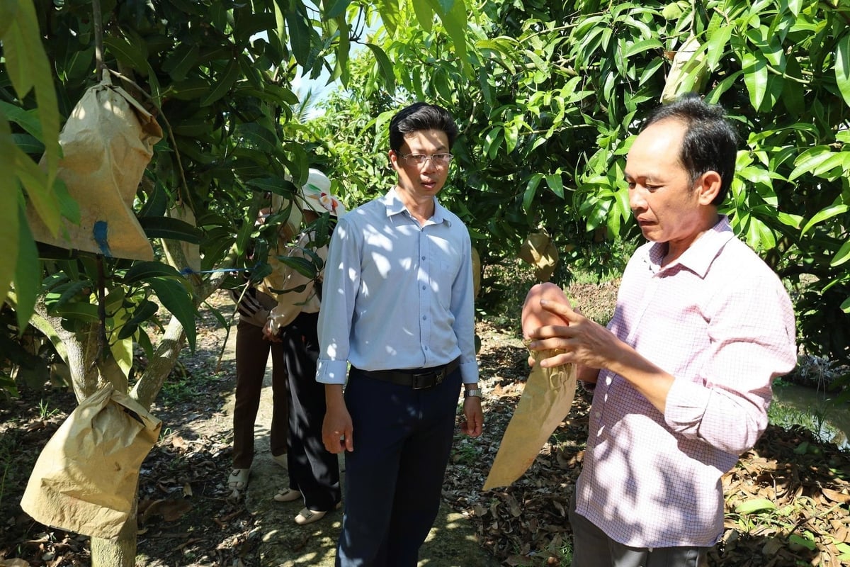 Anh Trần Văn Phục, xã Cù Lao Dung (TP Cần Thơ) xây dựng thành công thương hiệu mận hồng Sân Tiên, mô hình tiêu biểu cho tư duy nông nghiệp hiện đại. Ảnh: Lê Hùng.