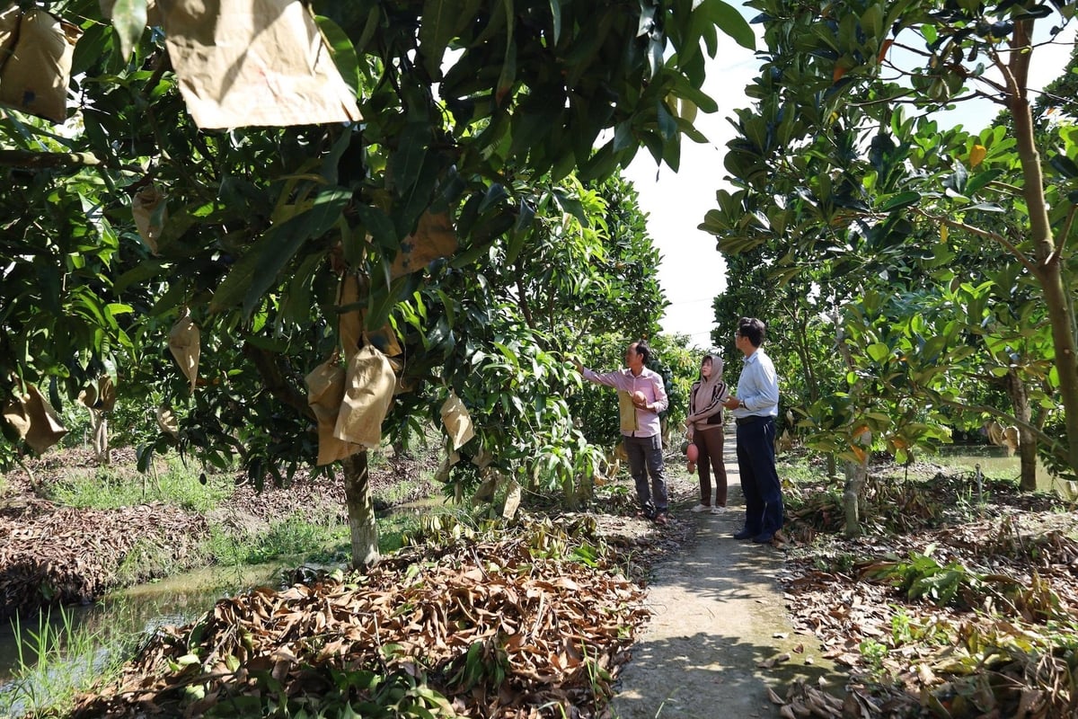 Hiện nay, nhiều nông dân ở Cần Thơ không còn làm nông để đủ ăn mà đã vươn lên làm nông để làm giàu bằng tri thức, công nghệ và quản lý chuyên nghiệp. Ảnh: Lê Hùng.