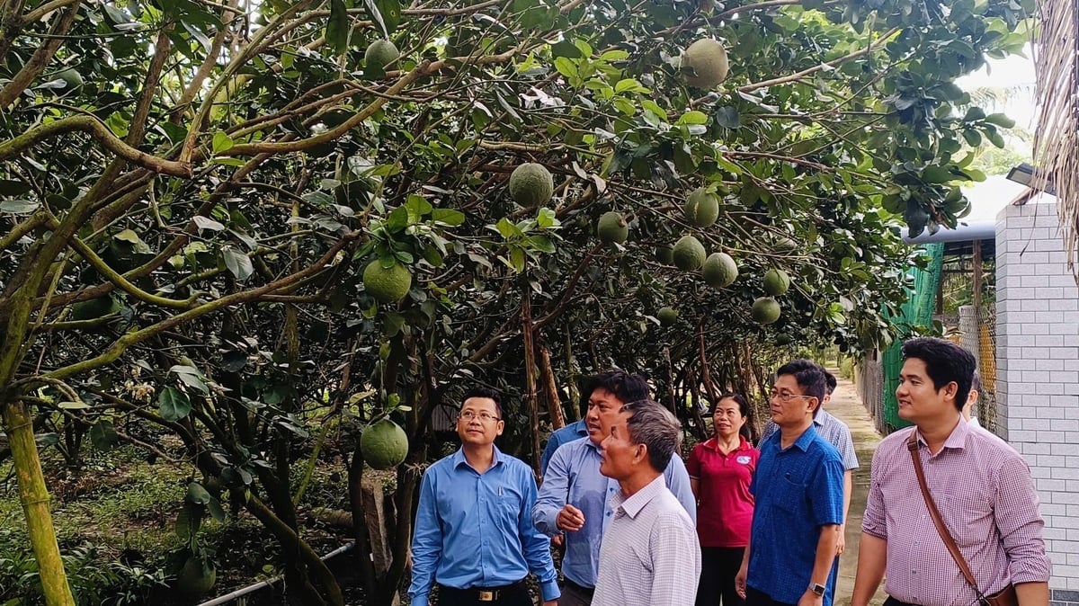Các cơ quan, đơn vị thuộc Sở Nông nghiệp và Môi trường tỉnh Vĩnh Long đến thăm, khảo sát mô hình trồng bưởi da xanh tại Hợp tác xã Trung Chánh, xã Trung Hiệp, tỉnh Vĩnh Long. Ảnh: Lê Hùng. 