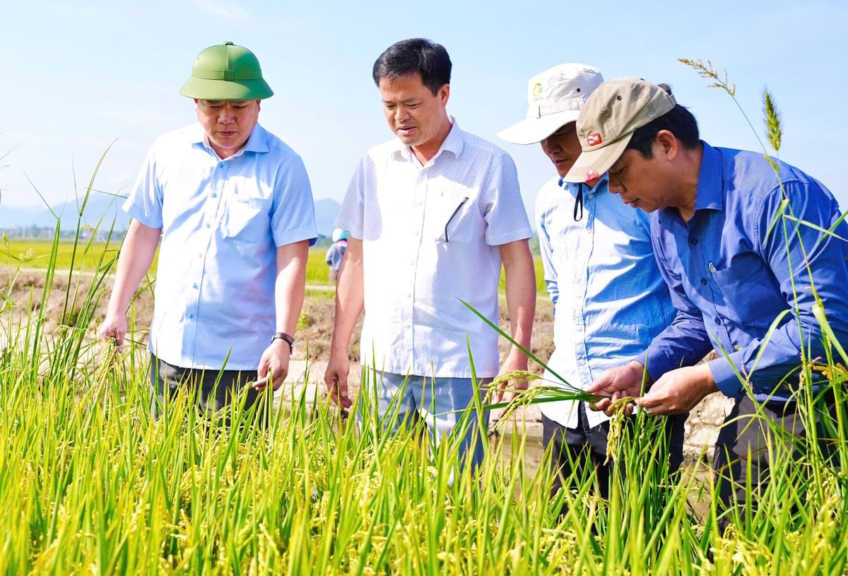 Xây dựng nền nông nghiệp xanh, tuần hoàn, giúp giảm thiểu tác động tiêu cực đến môi trường là hướng đi bền vững. Ảnh: Văn Dinh.