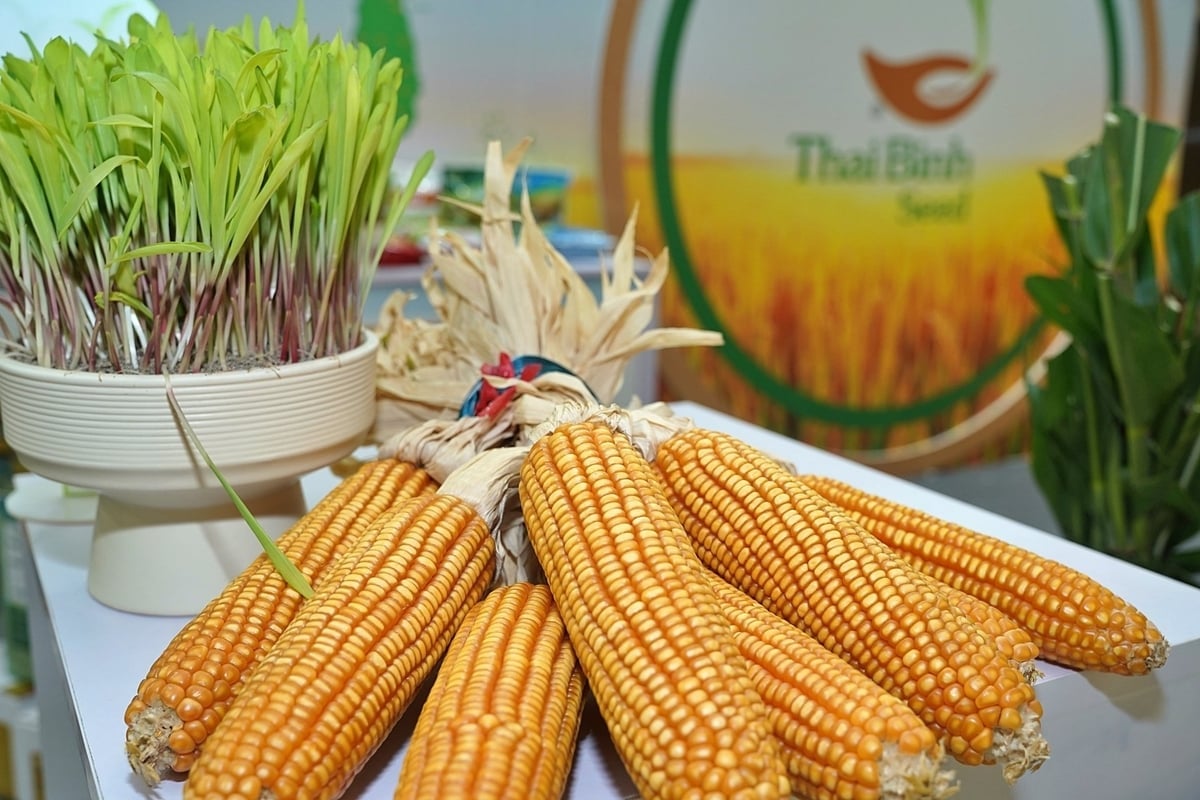 ThaiBinh Seed có nhiều giống ngô lai, trong đó nổi bật là TBM18 và TBM189. Ảnh: Bảo Thắng.