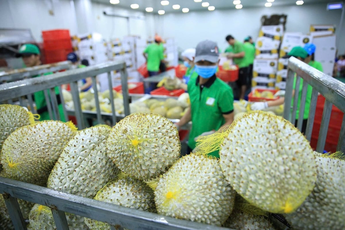 Sầu riêng đông lạnh nguyên trái của Chánh Thu Group. Ảnh: CTG.