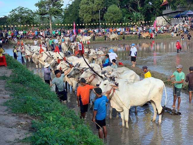 Lễ hội Đua bò Bảy Núi- Lễ hội truyền thống độc đáo của đồng bào Khmer - Ảnh 2.