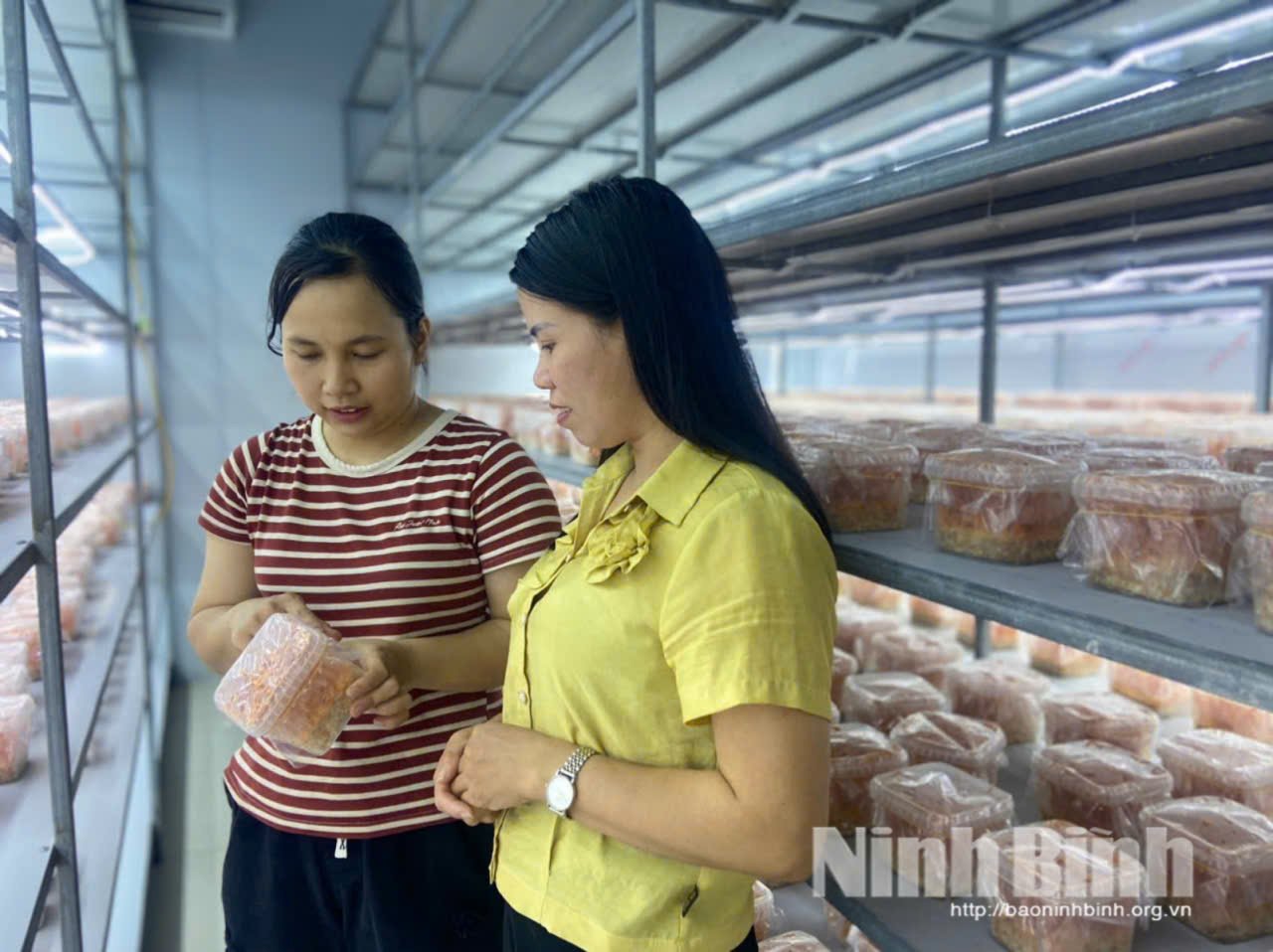 លោកស្រី Pham Thi Hong Duyen (អាវឆ្នូត) ណែនាំផលិតផលផ្សិត Cordyceps ដល់អតិថិជន។