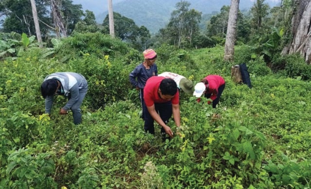 Giá trị bền vững của bài thuốc dân gian trong thời đại mới- Ảnh 2.