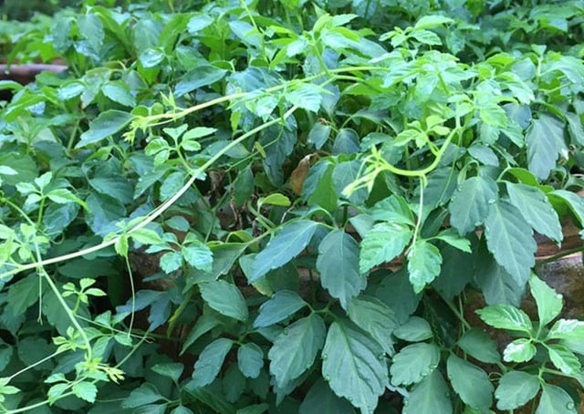 Giảo cổ lam: Tri thức bản địa Hoàng Liên Sơn và giá trị y học hiện đại- Ảnh 1.