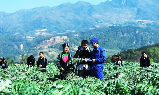 Hồi sinh tri thức thảo dược qua mô hình “làng dược liệu” vùng cao- Ảnh 1.