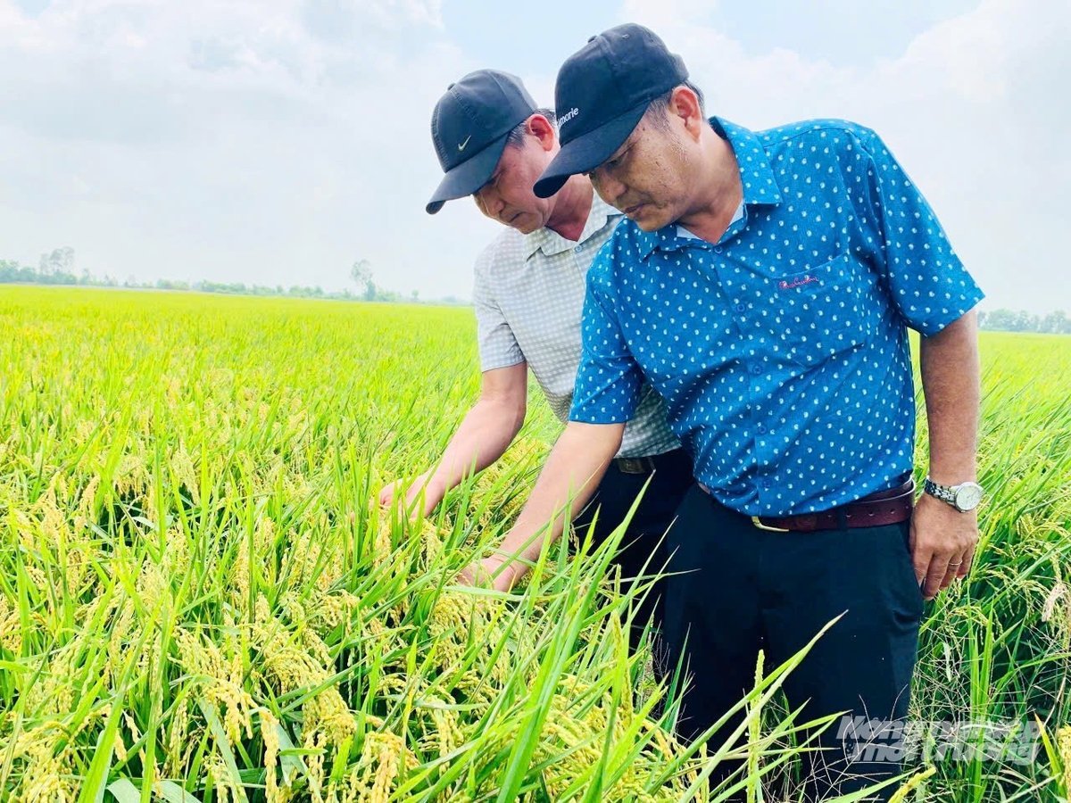 Không chỉ sản xuất phân bón, ông Chào còn mở rộng sang liên kết sản xuất lúa an toàn và hữu cơ với nông dân, hình thành chuỗi khép kín từ đầu vào đến đầu ra. Ảnh: Lê Hoàng Vũ.