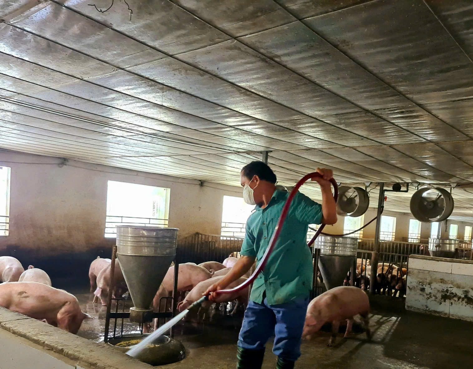 Giá lợn hơi tại Hải Phòng xuống mức thấp nhất kể từ đầu năm