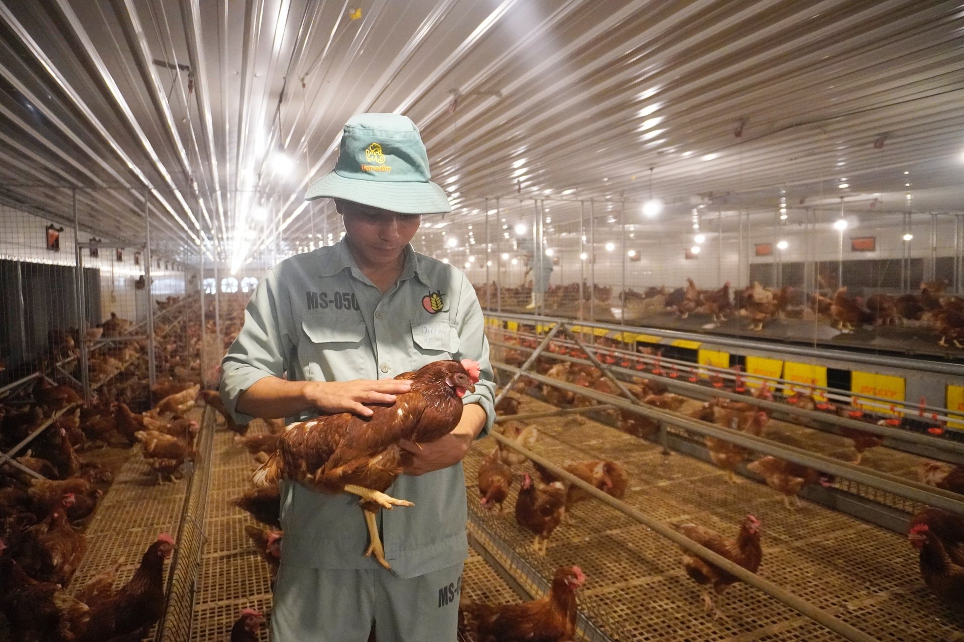 Trứng gà nhân đạo Dabaco cage - free được chăn nuôi theo tiêu chuẩn của Tổ chức HFAC từ đó cho ra sản phẩm có chất lượng cao hơn, nhân văn hơn. Ảnh: Hồng Thắm.