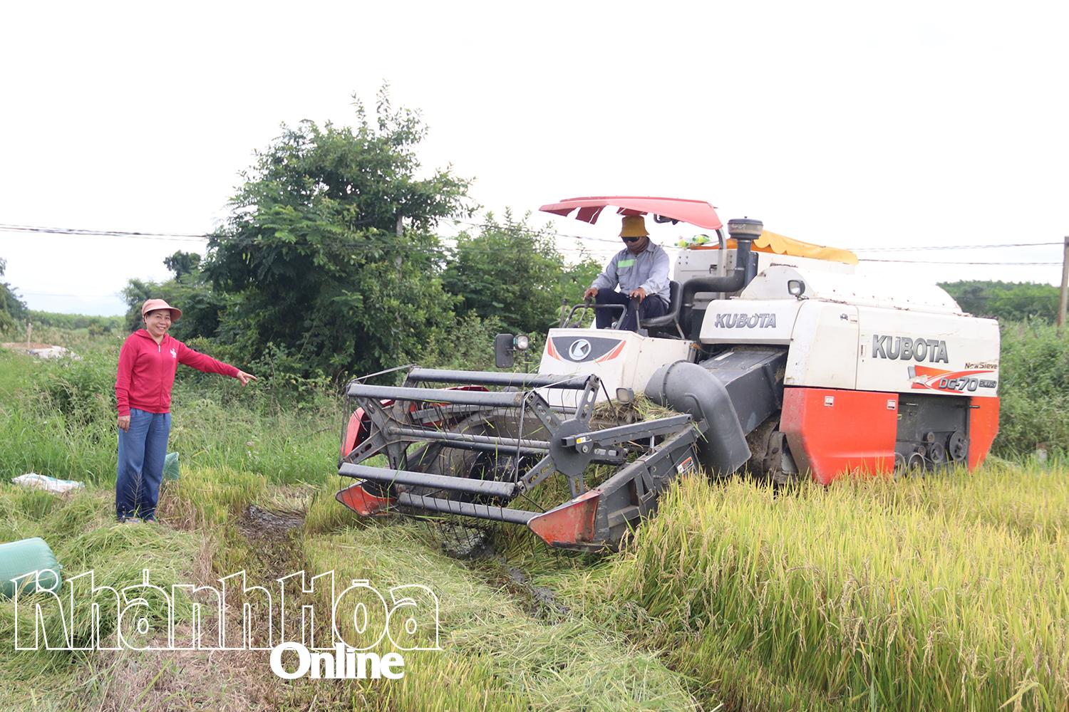 គ្រួសារ​លោកស្រី ឌឿ​ន រួម​គ្នា​ច្រូតកាត់​ស្រូវ​ក្នុង​ស្រែ។