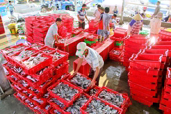 De provincie houdt toezicht op alle vis die via de haven wordt gelost. Foto: Ba Thi
