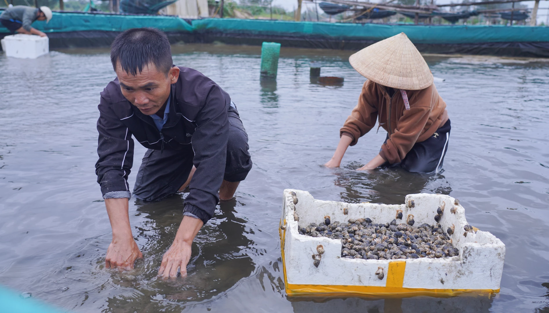De heer Phan Thanh Tuong schepte slakken op uit het meer in de buurt van de plaats van de aardverschuiving en verplaatste ze naar een andere plek om schade te voorkomen - Foto: L.T.