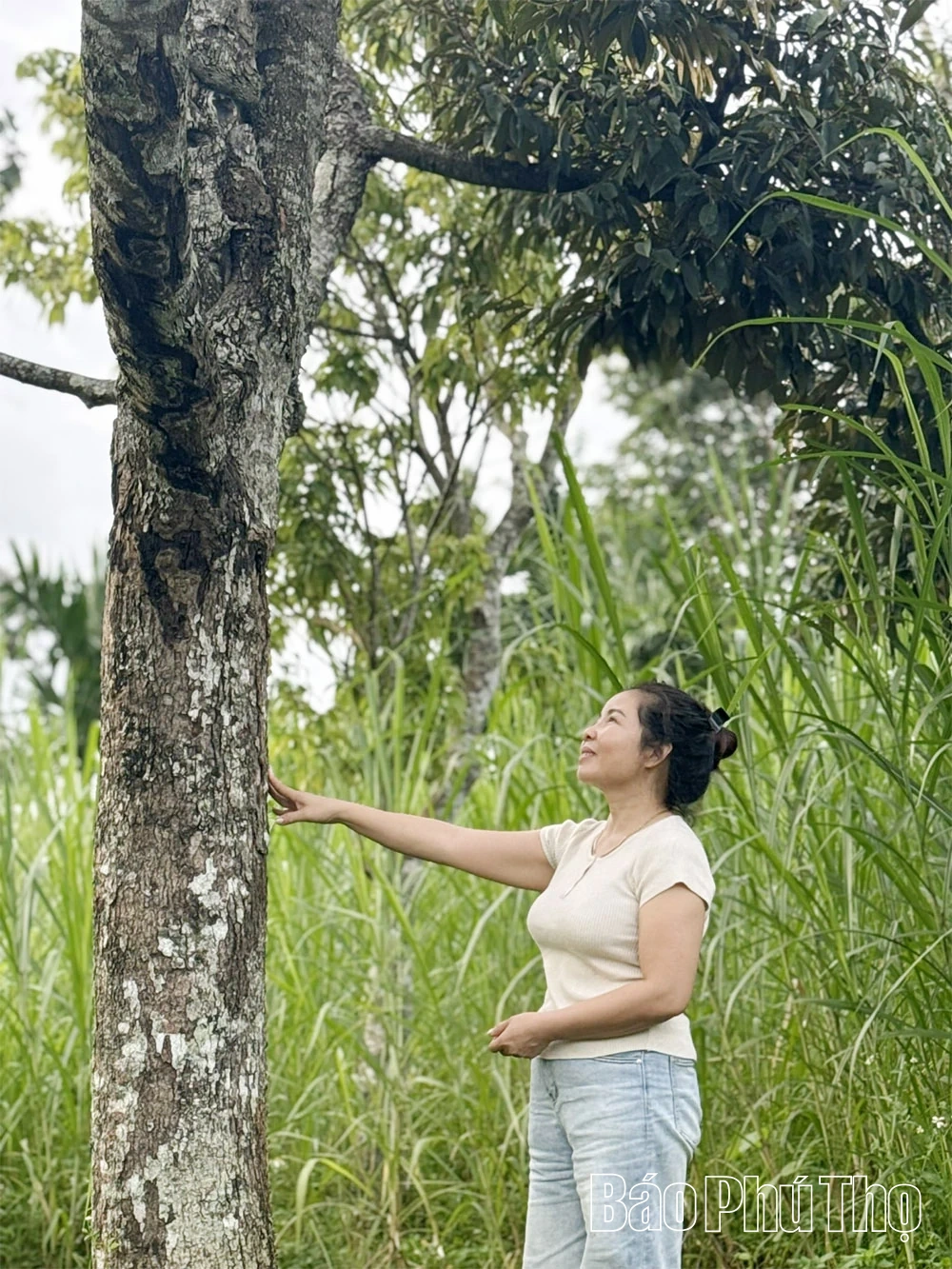 ជនជាតិ Muong នៃ Phu Tho នៅតំបន់ខ្ពង់រាបកណ្តាល