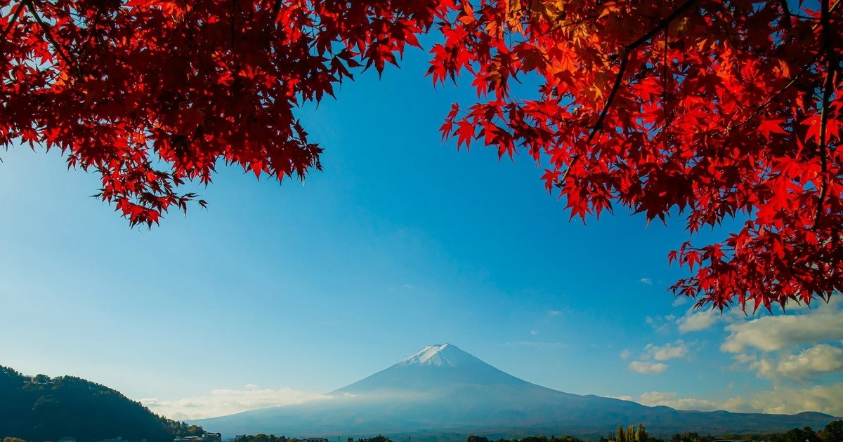 Nhật Bản: Sắc Thu rực rỡ của vùng núi Phú Sĩ trong tiết trời se lạnh đầu Đông