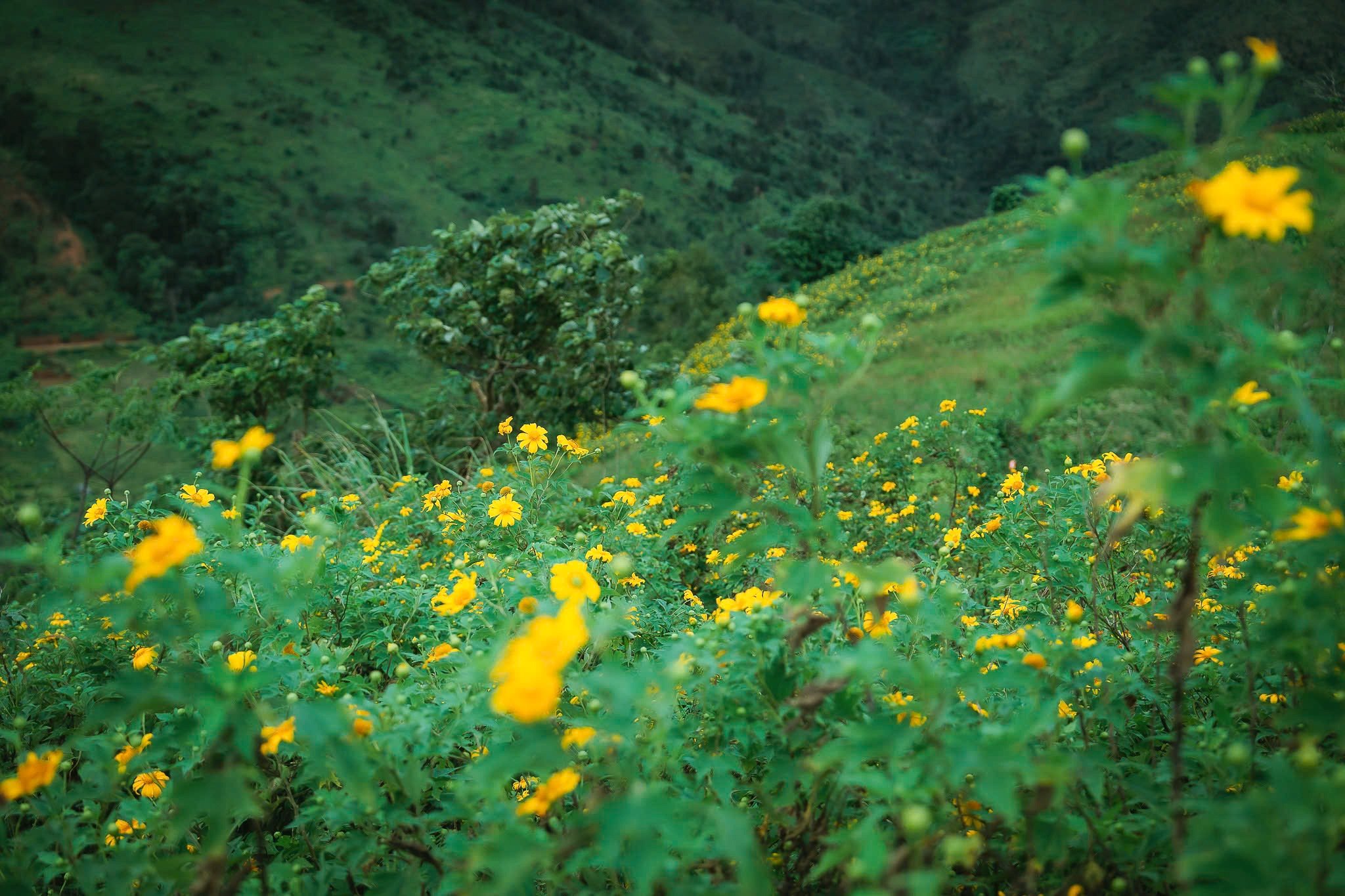 صلیب شیطان چو دانگ یا، عکس ۱۲