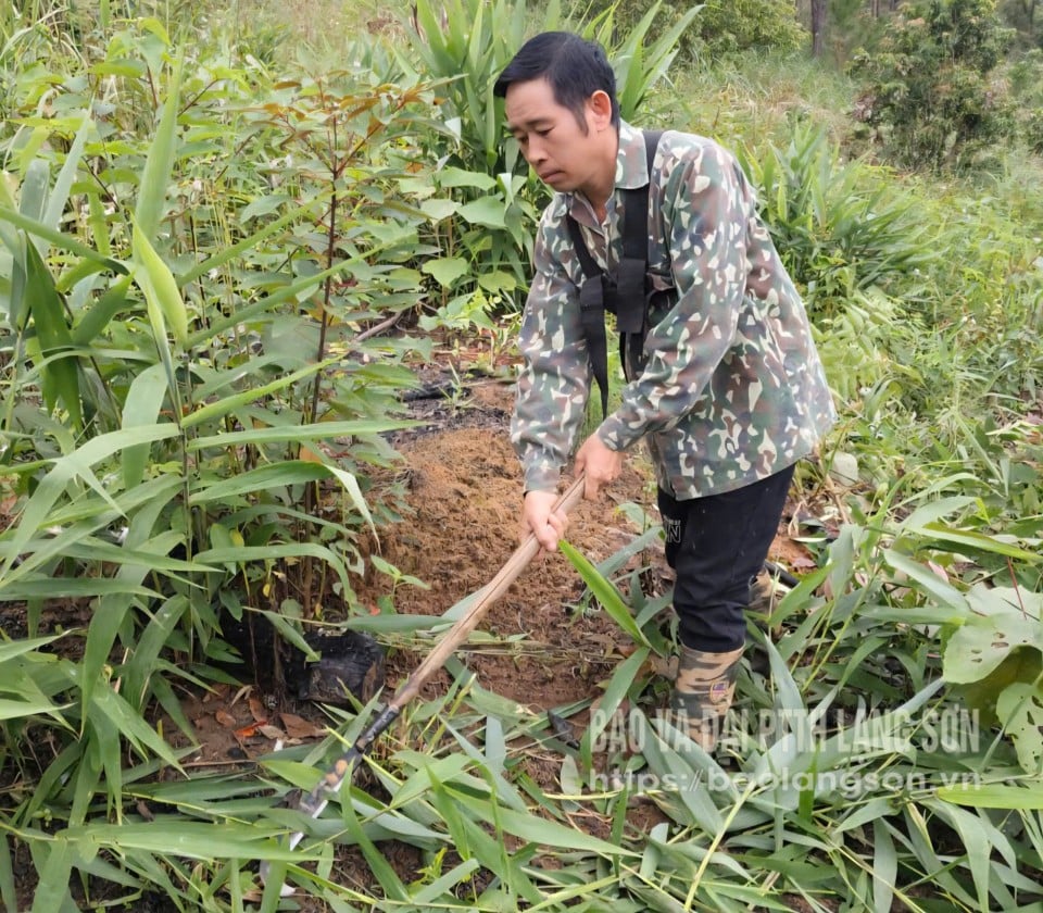 Die Bewohner des Dorfes Ban Quay in der Gemeinde Kien Moc roden Gras im Kiefernwald