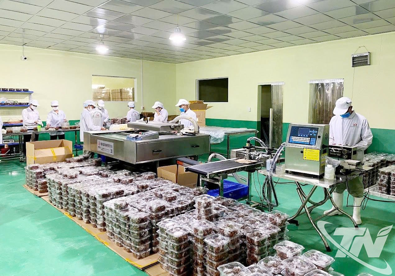 ក្រុមហ៊ុន Vietnam Misaki Co., Ltd (សួនឧស្សាហកម្ម Thanh Binh) សហការក្នុងការទទួលទានផ្លែ apricots នៅក្នុងឃុំមួយចំនួនភាគខាងជើងនៃខេត្ត ដើម្បីកែច្នៃផលិតផលសម្រាប់នាំចេញ។