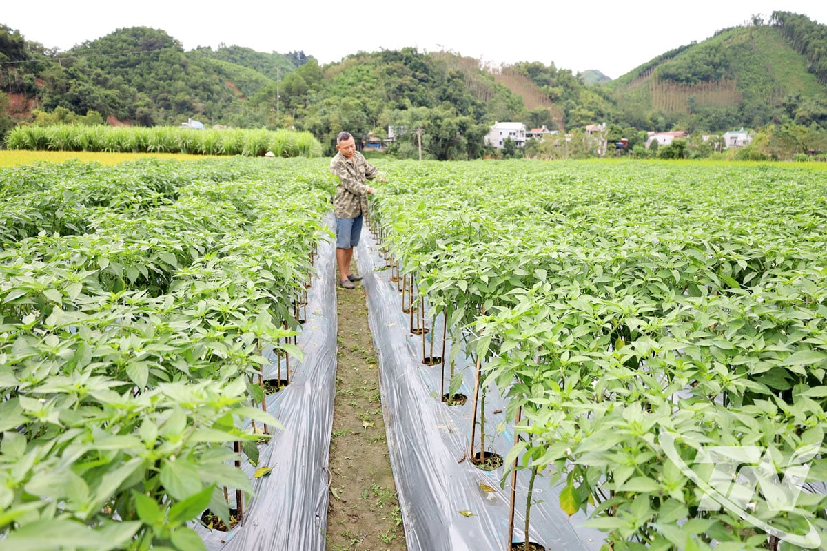 កសិករនៅឃុំតាន់គី ថែរក្សាដំណាំម្ទេសដែលដាំដុះតាមគំរូនៃការផ្សារភ្ជាប់ការប្រើប្រាស់ផលិតផលជាមួយអាជីវកម្ម ជួយលើកកម្ពស់ប្រសិទ្ធភាពសេដ្ឋកិច្ច និងប្រាក់ចំណូល។