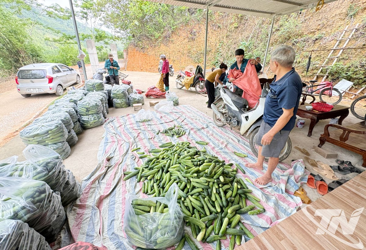 គំរូនៃការផ្សារភ្ជាប់ការដាំដុះ និងការប្រើប្រាស់ត្រសក់ជាមួយអាជីវកម្ម ជួយប្រជាជននៅឃុំភាគខាងជើងជាច្រើននៃខេត្តបង្កើនប្រាក់ចំណូល និងស្ថិរភាពជីវភាពរស់នៅ។