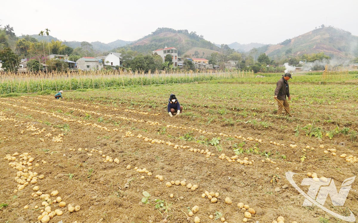ប្រជាជន​ឃុំ Cam Giang ប្រមូល​ផល​ដំឡូង​ដែល​ត្រូវ​បាន​គេ​ដាំដុះ​ក្រោម​គំរូ​ទំនាក់​ទំនង​ការ​ប្រើ​ប្រាស់​ផលិតផល​ជាមួយ​នឹង​អាជីវកម្ម។