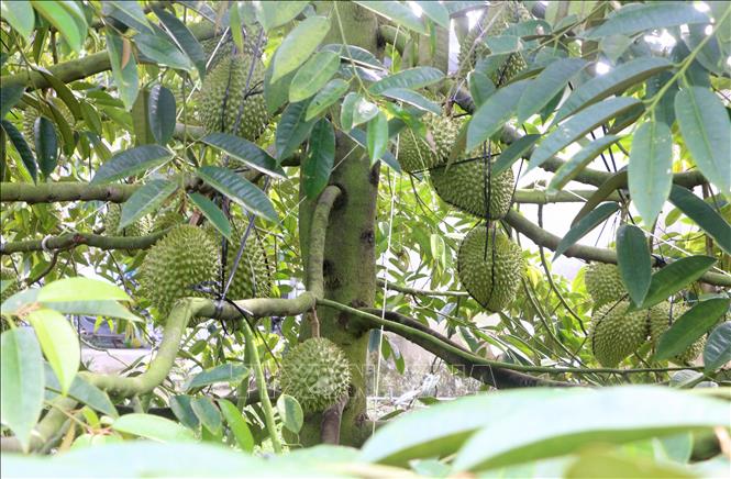 ចំណងជើងរូបថត