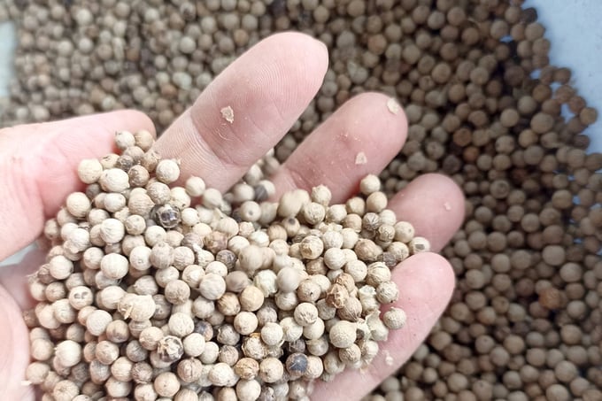 Giá tiêu hôm nay 13/11/2025 ở trong nước và thế giới mới nhất