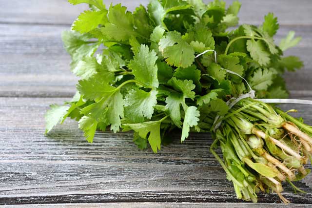 cilantro-la-gi