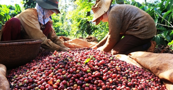 Giá cà phê Arabica giảm về dưới mốc 8.900 USD/tấn