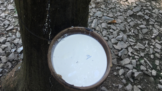 Giá cao su hôm nay 13/11/2025: Thị trường đồng loạt tăng tốt