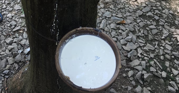 Giá cao su hôm nay 13/11/2025 ở trong nước và thế giới mới nhất