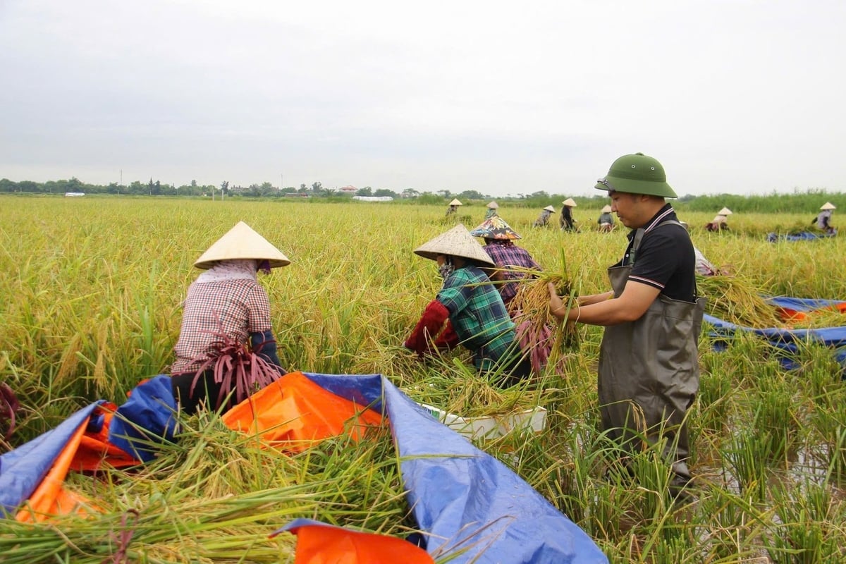 Cập nhật giá lúa gạo hôm nay 13/11/2025 mới nhất