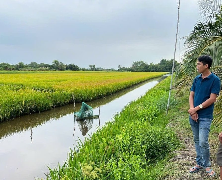 Anh Nông Văn Thạch, Giám đốc HTX Ba Đình thăm ruộng của xã viên trong HTX. Ảnh: Trọng Linh.