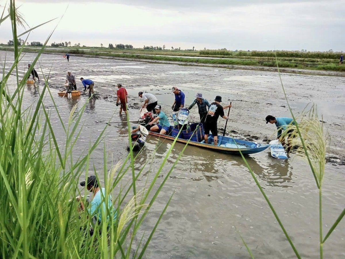 Thành viên HTX Ba Đình thu hoạch tôm càng xanh. Ảnh: Trọng Linh.