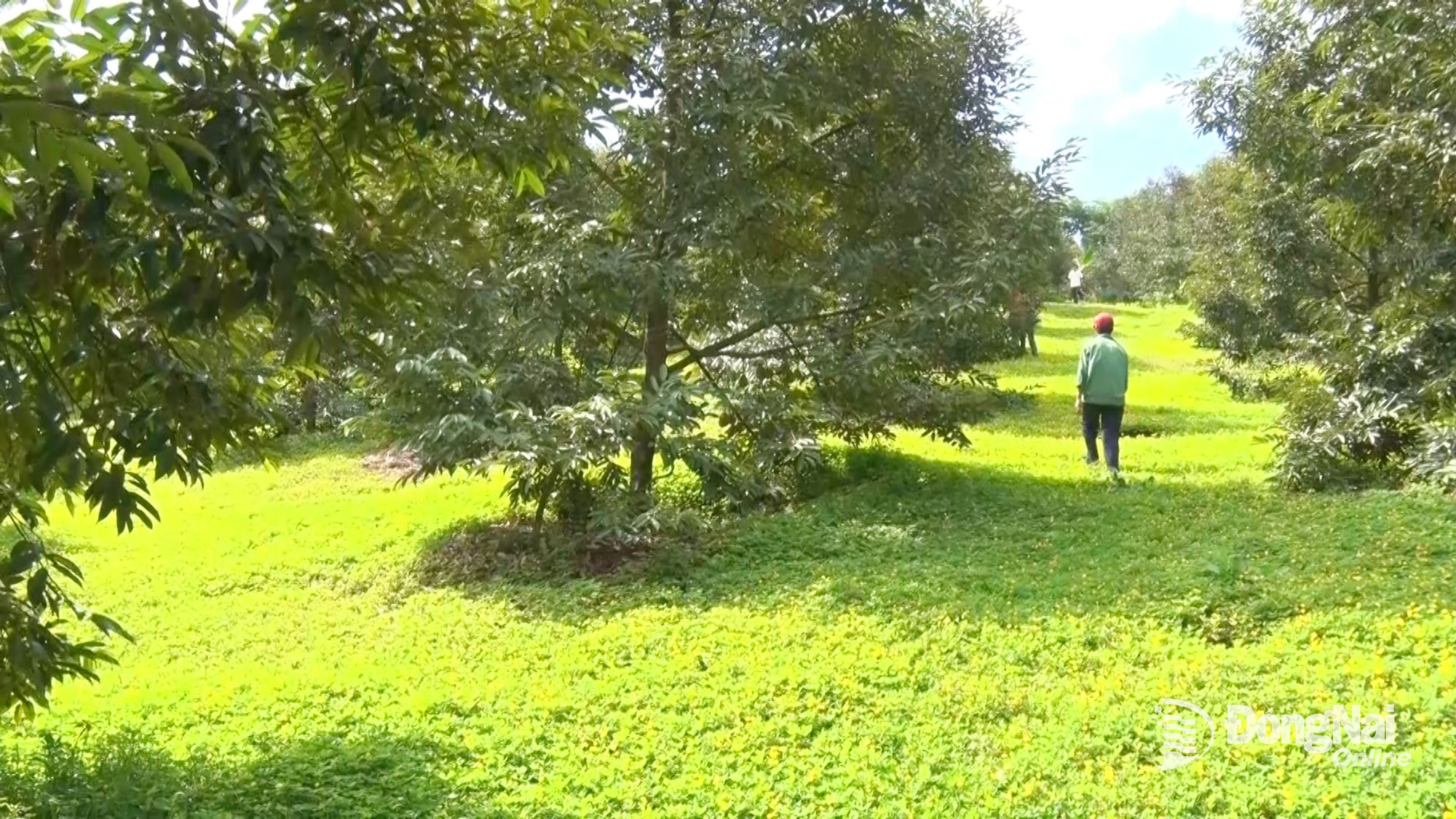 Dong Nai har specifika regler som tillåter byggande på jordbruksmark. Illustrativt foto