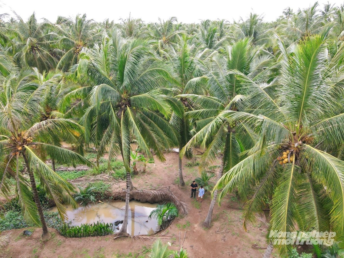 សួនដូងបៃតងខៀវស្រងាត់នៅតំបន់ដីសណ្តទន្លេមេគង្គ ដែលជាតំបន់ដាំដូងធំជាងគេរបស់ប្រទេសកំពុងផ្លាស់ប្តូរឆ្ពោះទៅរកការធ្វើកសិកម្មបែបអេកូឡូស៊ី រាងជារង្វង់ និងការបញ្ចេញឧស្ម័នទាប។ រូបថត៖ Le Hoang Vu។ Vườn dừa xanh tốt tại ĐBSCL, vùng chuyên canh dừa lớn nhất cả nước, đang hướng tới canh tác sinh thái, tuần hoàn và ít phát thải. Ảnh: Lê Hoàng Vũ.
