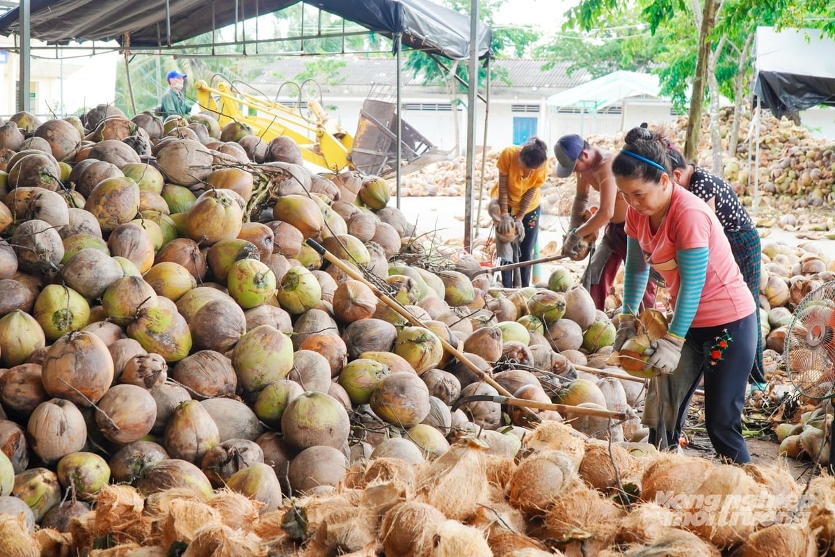កសិករប្រមូល និងកែច្នៃដូងនៅរោងចក្រមួយក្នុងទីក្រុង Vinh Long ដែលជាប្រភពវត្ថុធាតុដើមសម្រាប់កែច្នៃ និងនាំចេញផលិតផលដូង។ រូបថត៖ Le Hoang Vu។ Nông dân thu gom và sơ chế dừa tại cơ sở ở Vĩnh Long, nguồn nguyên liệu phục vụ chế biến và xuất khẩu các sản phẩm dừa. Ảnh: Lê Hoàng Vũ.