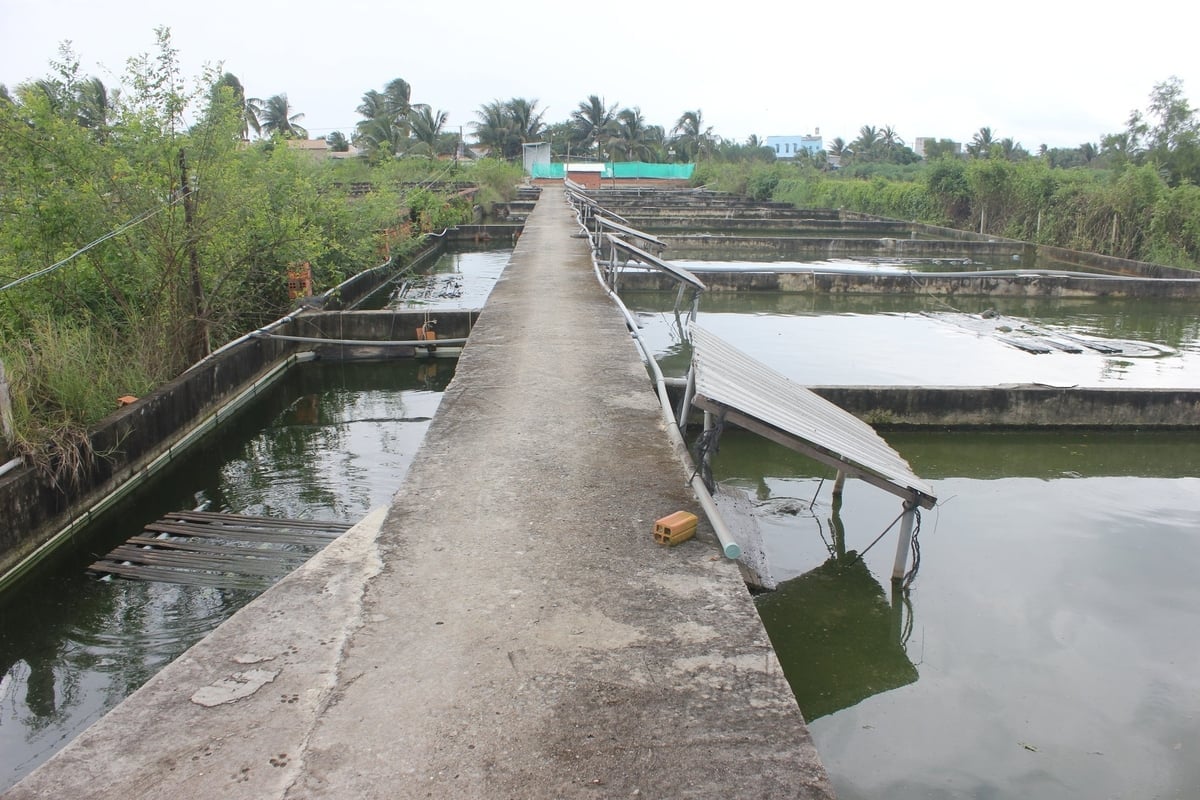 ຮູບແບບການລ້ຽງເຕົ່າຫອຍອ່ອນ ເພື່ອຫຼຸດພົ້ນອອກຈາກຄວາມທຸກຍາກຢູ່ຕາແສງ ລົກນິງ. ພາບ: ເຈີ່ນແທງ. Mô hình nuôi ba ba thoát nghèo ở xã Lộc Ninh. Ảnh: Trần Trung.