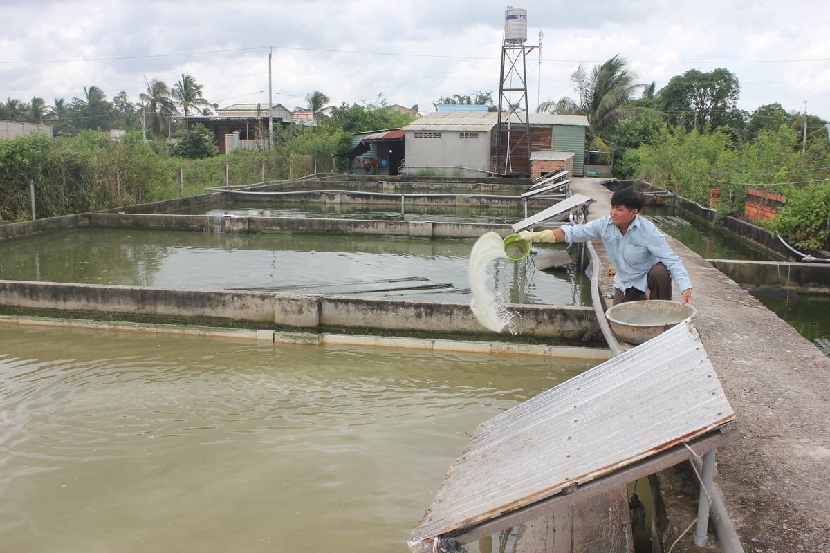 ທ່ານ ຟ້າມວັນດາງ ຕັ້ງໜ້າປ້ອງກັນພະຍາດຢູ່ໜອງເຕົ່າໃນລະດູຝົນ ແລະ ພາຍຸ. ພາບ: ເຈີ່ນແທງ. Ông Phạm Văn Đáng chủ động phòng chống dịch bệnh trên ao nuôi ba ba mùa mưa bão. Ảnh: Trần Trung.