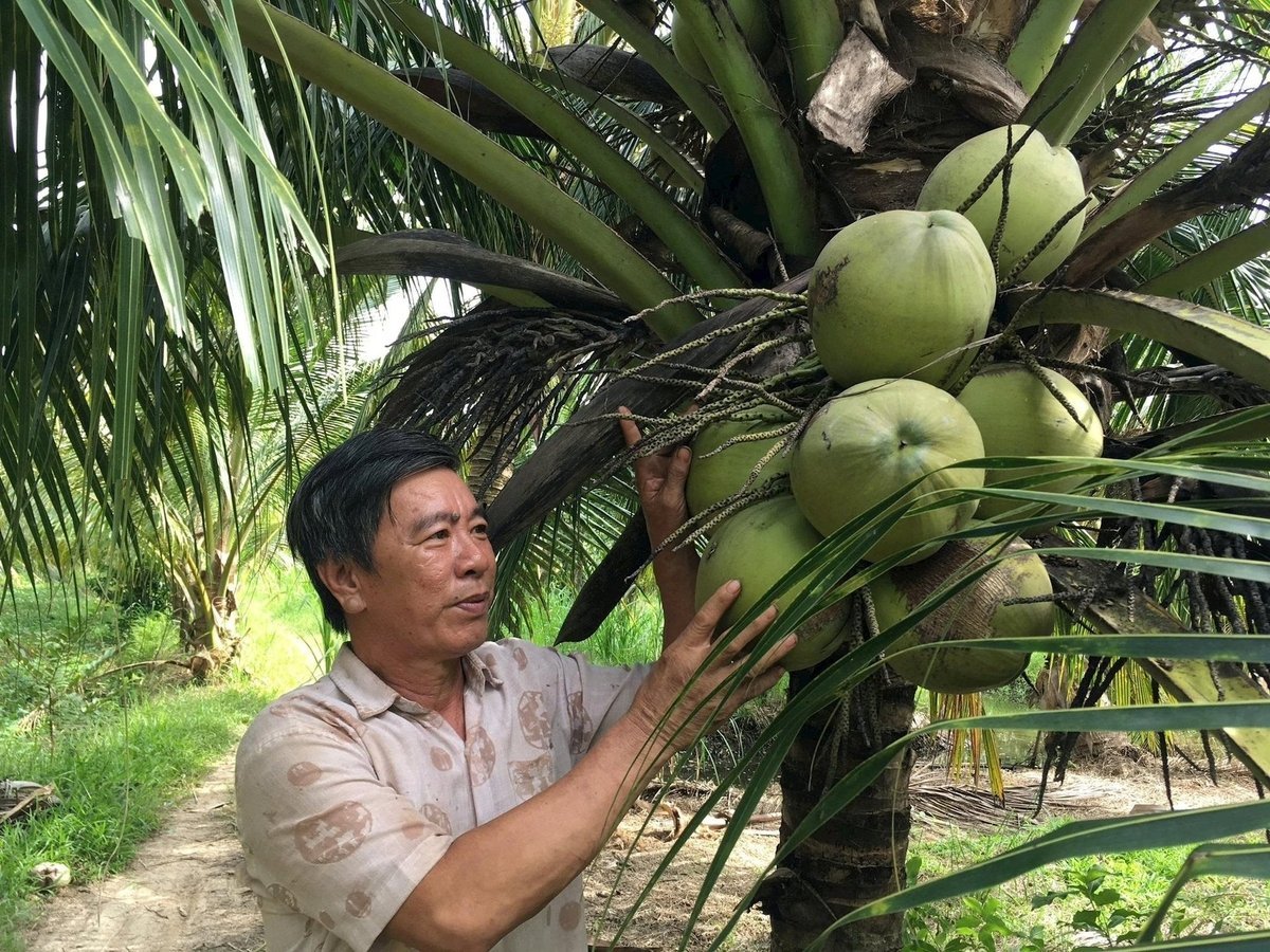 Cây dừa là biểu tượng của nông nghiệp ĐBSCL. Ảnh: Viện dừa ĐBSCL.