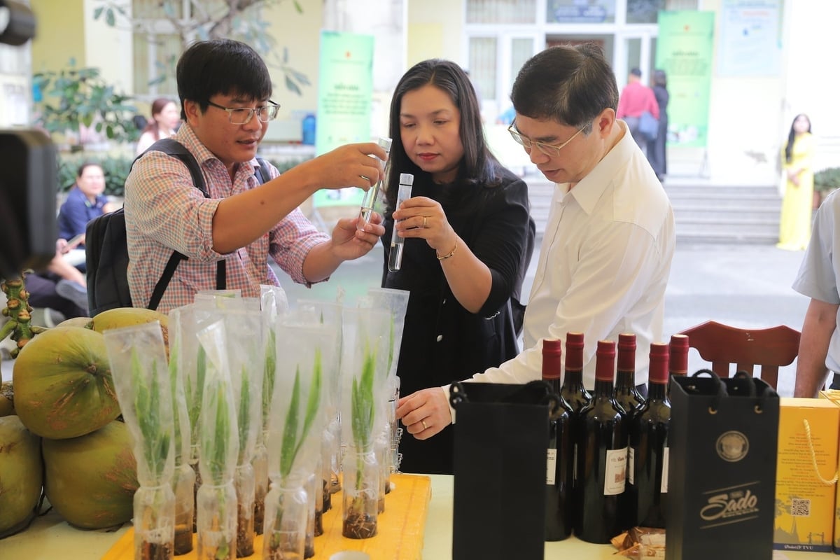 Đại học Trà Vinh nghiên cứu thành công dừa sáp cấy phôi, cấy mô giúp nâng cao tỷ lệ cho trái sáp, mở rộng diện tích dừa sáp Vĩnh Long. Ảnh: Minh Đảm.