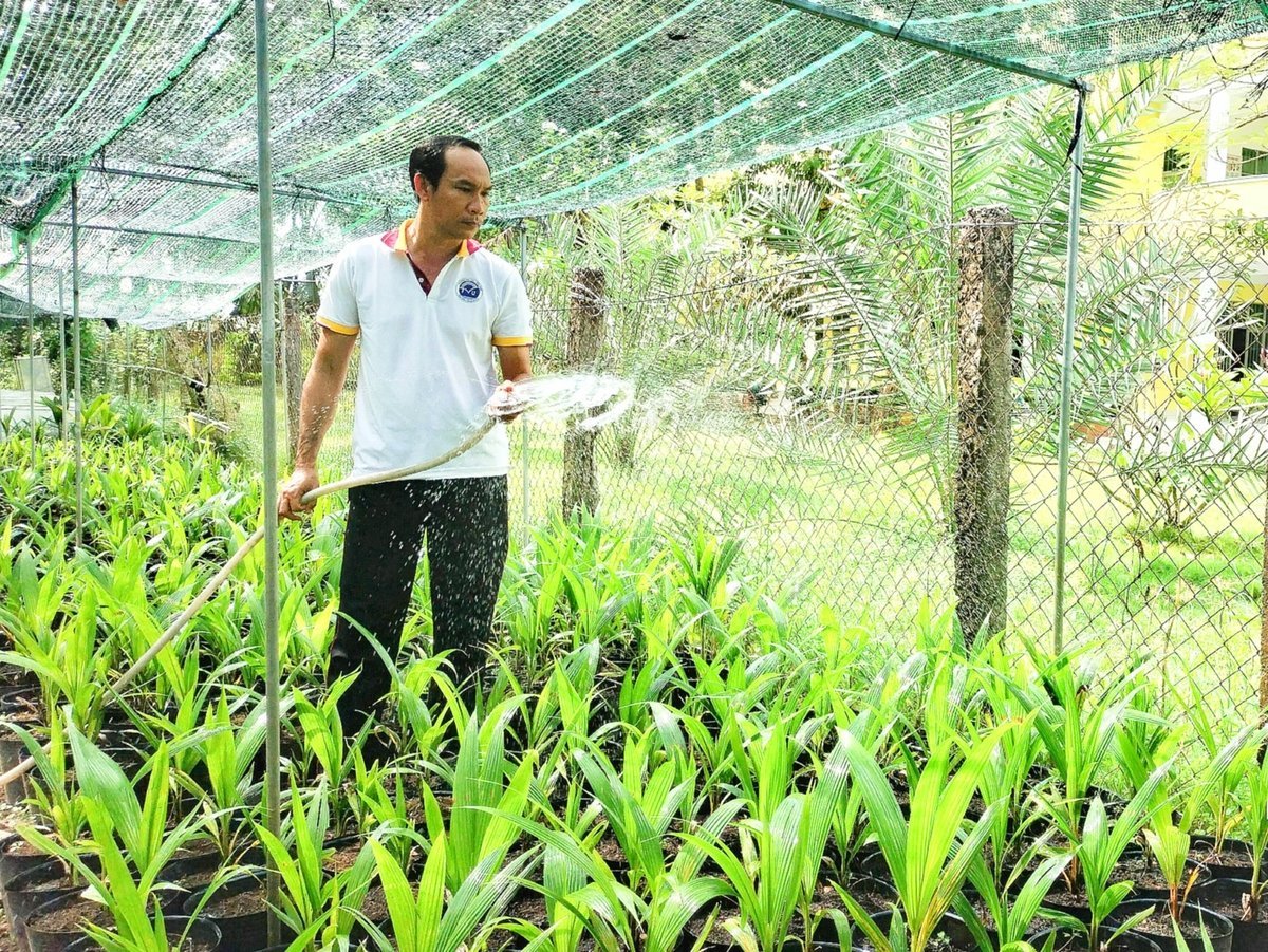 Vườn dừa sáp giống trong khuôn viên Đại học Trà Vinh. Ảnh: Minh Đảm.