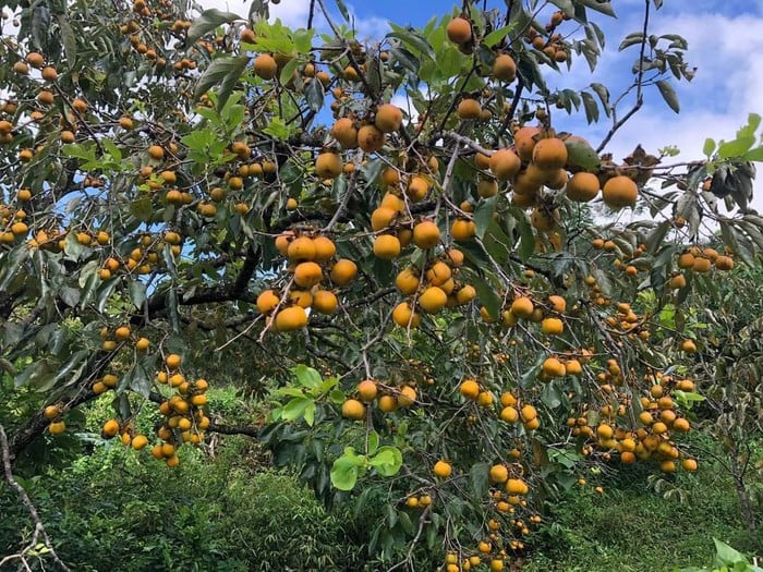 រដូវផ្លែត្របែកនៅភ្នំ Dai Hue - រូបថត ១.