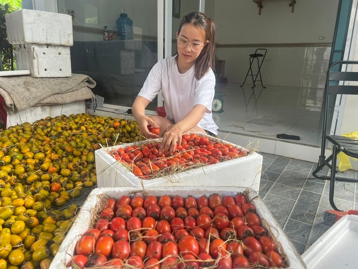 រដូវផ្លែត្របែកនៅភ្នំ Dai Hue - រូបថត ២.