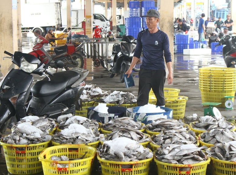 Hoàn thiện hạ tầng nghề cá hiện đại, thúc đẩy kiểm soát IUU tại cảng cá lớn nhất miền Trung- Ảnh 3.